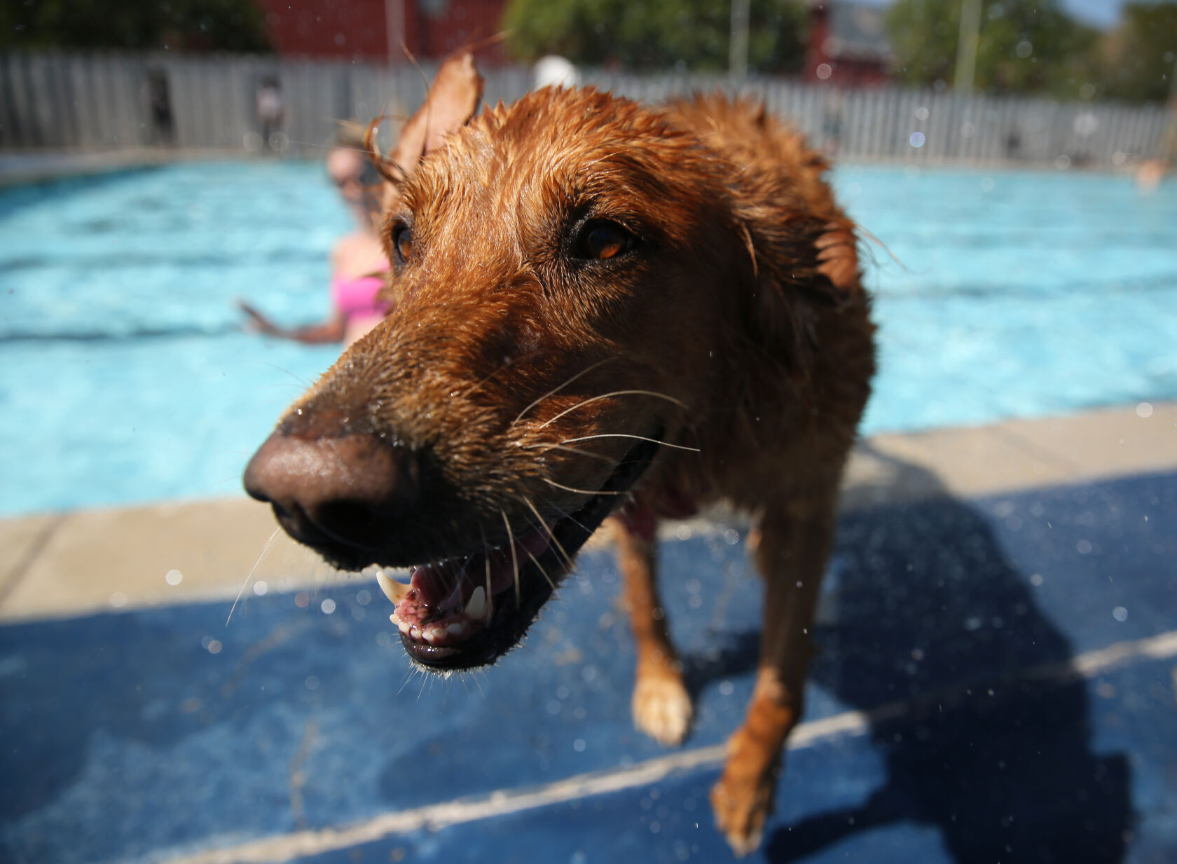 091320-news-dogsplash 14.jpg